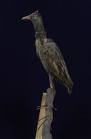 藏品(董雞)的圖片